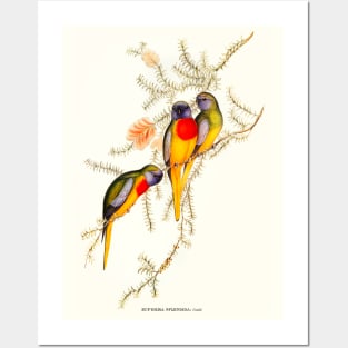 Splendid Grass-Parakeet Posters and Art